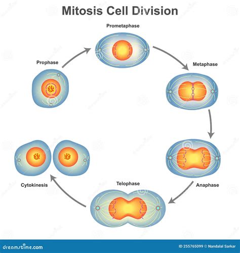 Mitosis Cell Division In Biology Vector Illustration Stock Vector