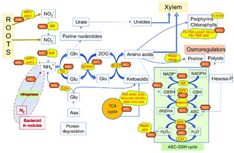 Regulation Of Nitrogen Metabolism And Related Pathways By Melatonin