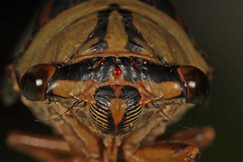 Cicadas Anatomy