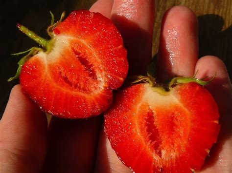 Клубника сорт Даренка - описание, посадка, уход, отзывы