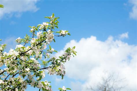 Ramo De Flor De Cerejeira Branca Em Frente A Um C U Azul Foto Premium