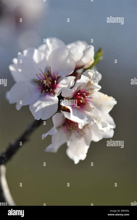 Sweet Almond Tree Amygdalis Communis Prunus Communis Prunus Dulcis