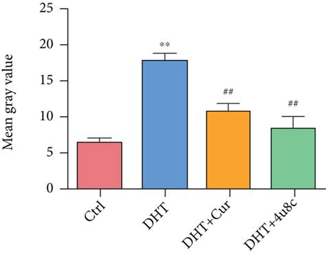 Curcumin Alleviates Dht Induced Er Stress And Apoptosis Dht Induced