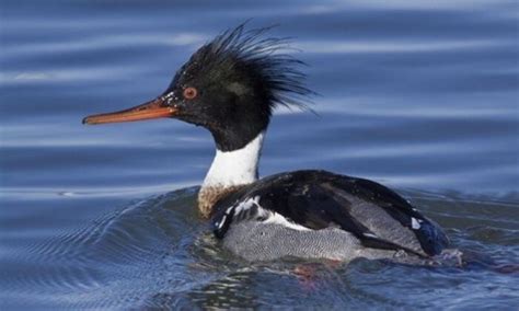 Merganser Identification