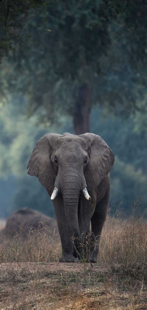 HD Elephant Wallpaper | African, Asian, Cute Elephant Images