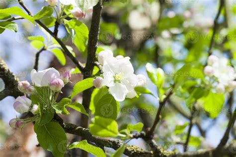 apple fruit tree 9754117 Stock Photo at Vecteezy