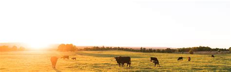 Home Triangle B Ranch American Wagyu Cattle Oklahoma