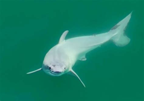 Baby Shark En La Vida Real Por Primera Vez En La Historia Los