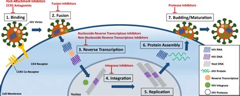 Impact Of Antiretroviral Therapy Art Drugs On The Hiv Life Cycle Hiv