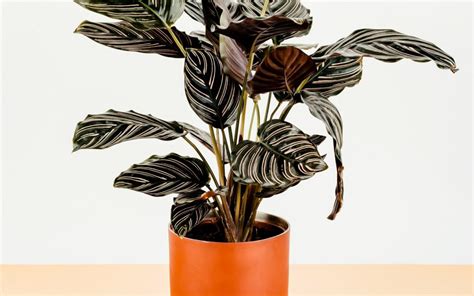 Calathea Que Faire Si Les Feuilles Tombent Comment Lentretenir