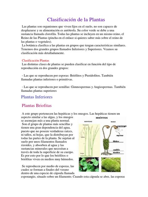 Clasificación De La Plantas Pdf Plantas Biodiversidad