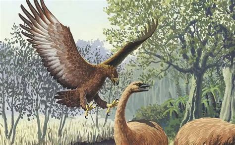 Harpagornis, el mayor águila que ha existido | El Correo