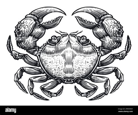 Crab In Sketch Engraving Vintage Style For Menu Or Label Design