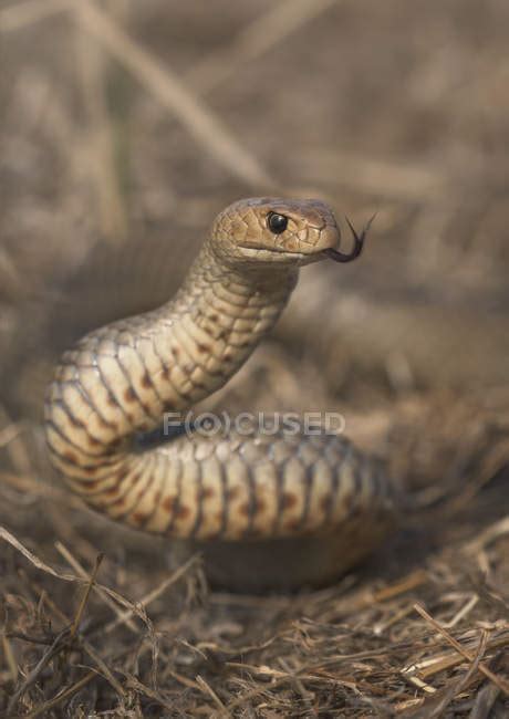 Eastern brown snake - Stock Photos, Royalty Free Images | Focused