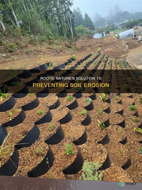 roots natures solution  preventing soil erosion shuncy