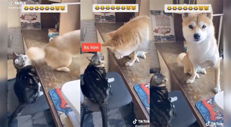 TikTok Viral Gata Muerde A Un Perrito Pero Este Decide Culpar A Su