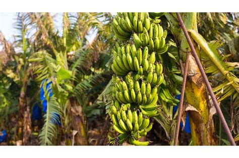 banana     extinct      solution