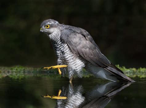 sperber forum fuer naturfotografen