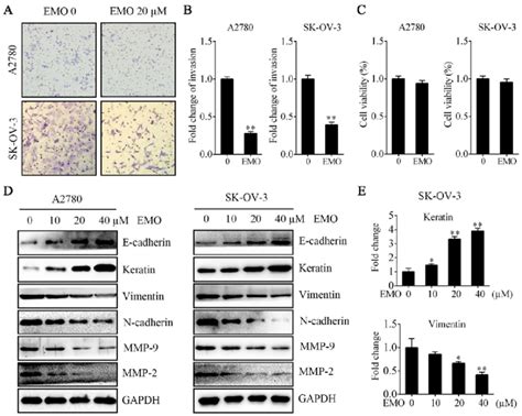 EMO Suppresses The Invasion Property Of A2780 And SK OV 3 Cells By