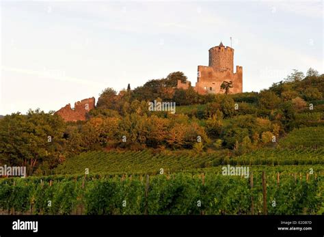 France Haut Rhin Alsace Wine Route Kaysersberg The Vineyard And The