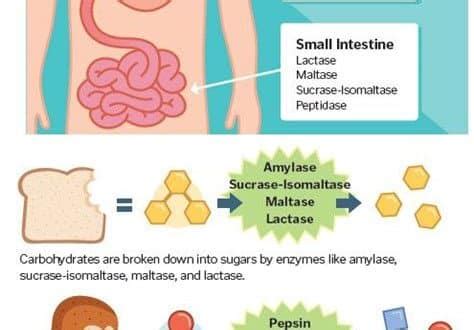 How Enzymes Aid in the Digestion Process | enzyme digestion