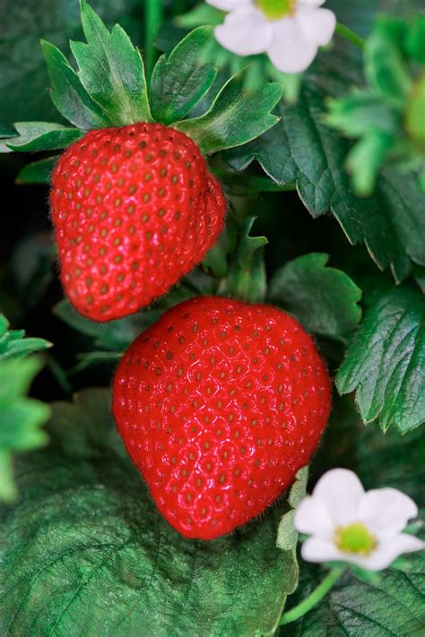 Plenty opens world's first farm to grow indoor, vertically farmed