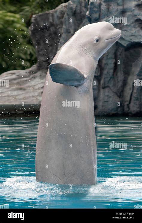 fish animal fauna aquarium fish animal species threatens arctic whale water Stock Photo - Alamy