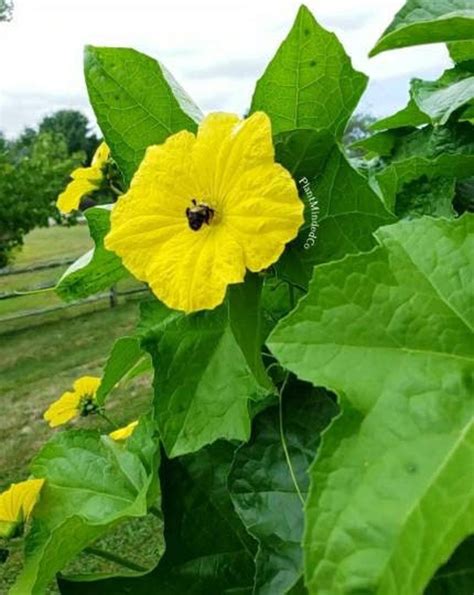 Loofah Sponge Luffa Aegyptiaca Sponge Gourd Attracts Pollinators And