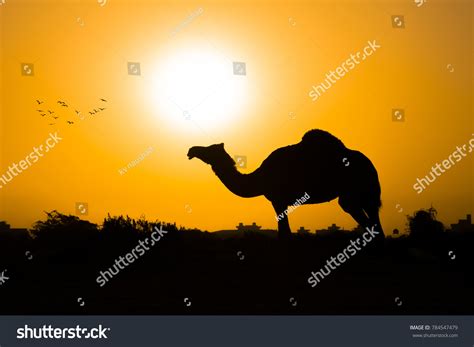 Camel Silhouette Sunset Background Stock Photo 784547479 | Shutterstock