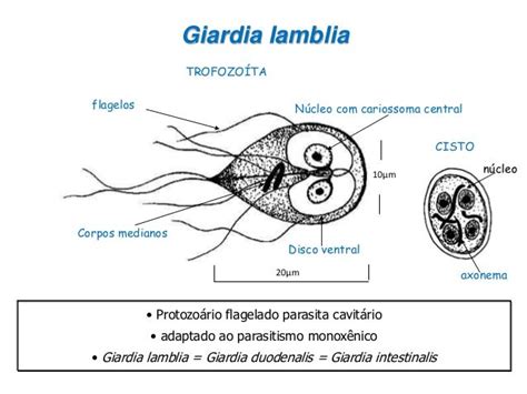 Parasitologia Giardia Lamblia