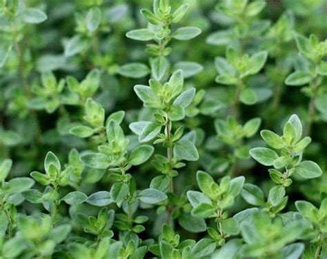 Creeping Mother Of Thyme Thymus Serpyllum Seeds Etsy Herb Seeds