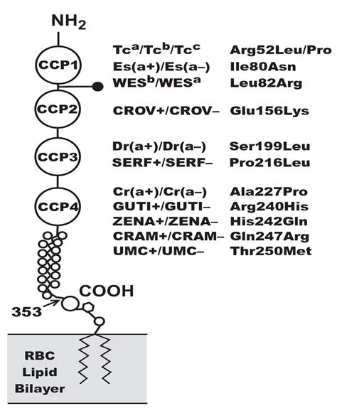 Schematic Diagram Of The Glycosylphosphatidylinositol Linked Daf