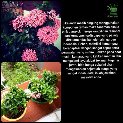 Jual Tanaman Hias Bunga Asoka Soka Pink Saraca Indica Pohon Bibit Di