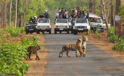 Discover India Things To See Do Jungle Jeep Safari In Tadoba National Park Maharashtra India