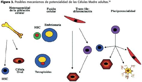 Células Madre Mesenquimatosas Células Madre Mesenquimales Células