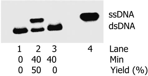 Strand Invasion Promoted By Recombination Protein Of Coliphage Pnas