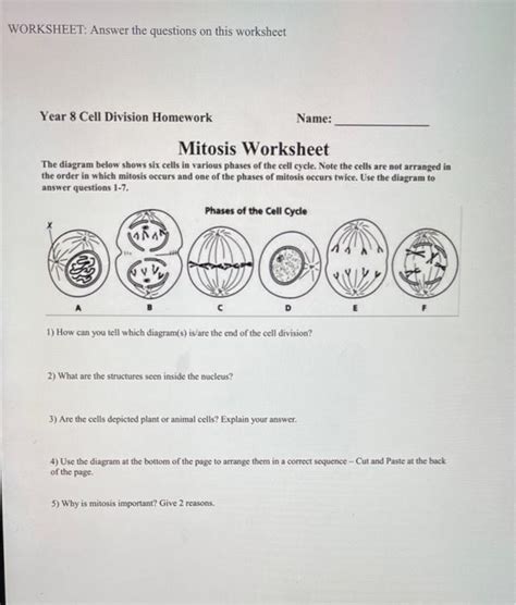 Cell Cycle And Mitosis Reading Comprehension Worksheets Worksheets