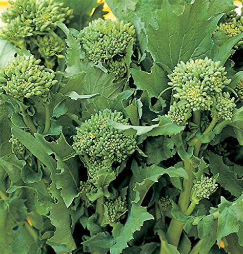 How To Plant And Grow Broccoli Rabe Gardeners Path