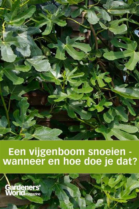 Een Vijgenboom Snoeien Wanneer En Hoe Doe Je Dat Artofit