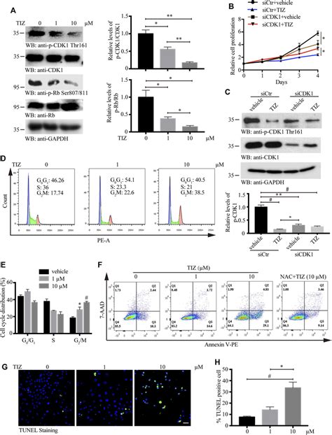 Tiz Arrests The Cell Cycle At The G M Phase And Induces Apoptosis Of