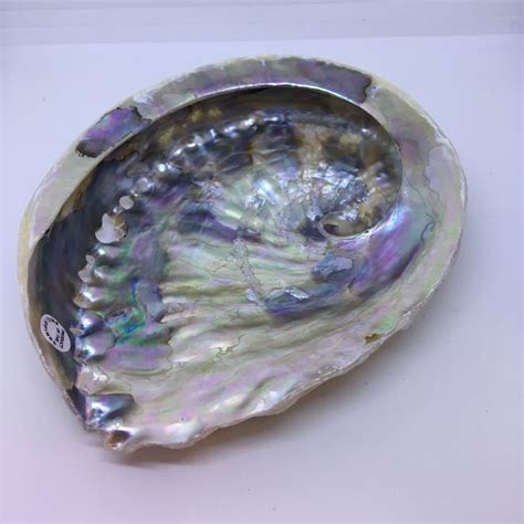 abalone shell   mystic shop