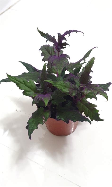 China Gynura Aurantiaca Purple Passion Or Velvet Plant 15cm Pot