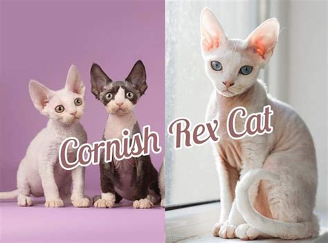 Cornish Rex Cat Breeds Cats In Care