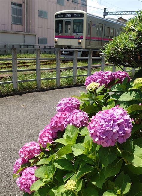 【京王電鉄】競馬場線と紫陽花 子鉄の日々ameba版