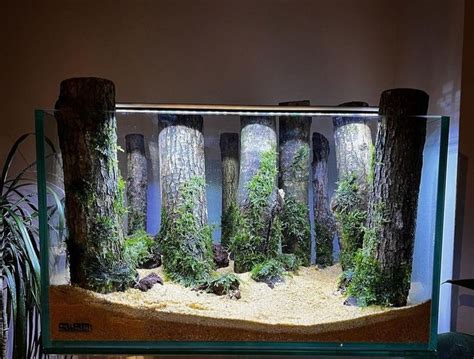 An Aquarium Filled With Plants And Rocks