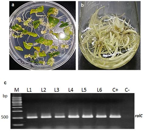 Agrobacterium Rhizogenes Mediated Hairy Root Cultures In Ligularia Download Scientific Diagram