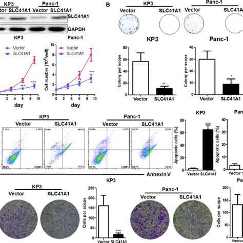 Overexpression Of Slc A Suppresses In Vitro Pdac Cell Proliferation