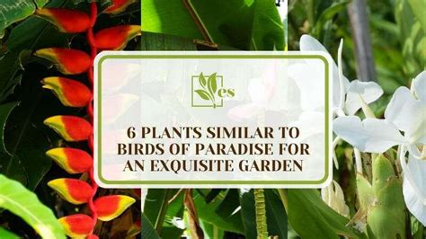 Plants Similar To Birds Of Paradise For An Exquisite Garden