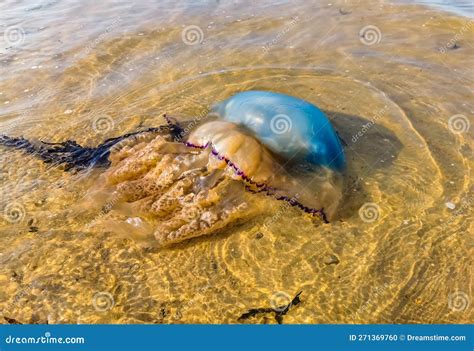 A Washed Ashore Barrel Jelly Fish In Close Up Large Specie Beach Of