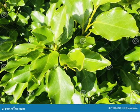 Griselinia Littoralis Commonly Known As Kapuka New Zealand Broadleaf